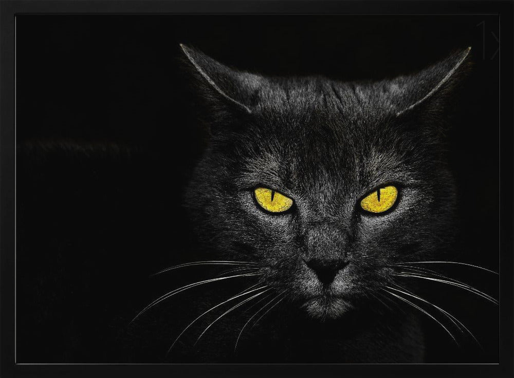 Svart katt | Poster