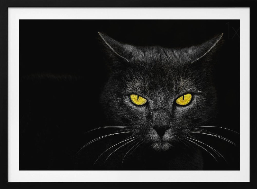 Svart katt | Poster