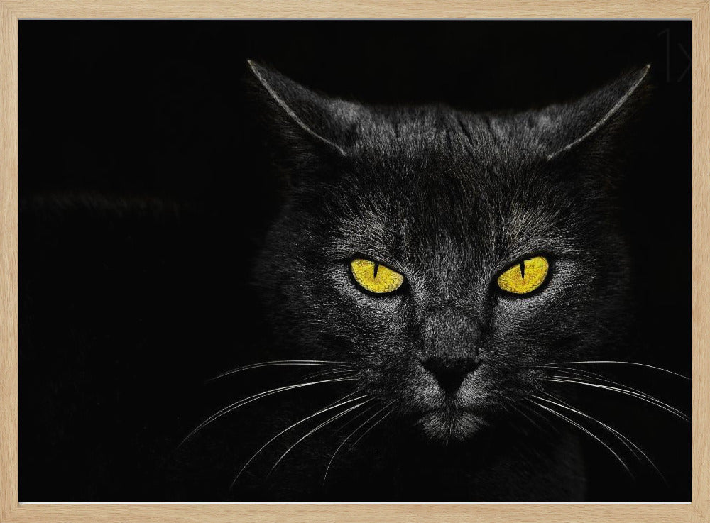Svart katt | Poster