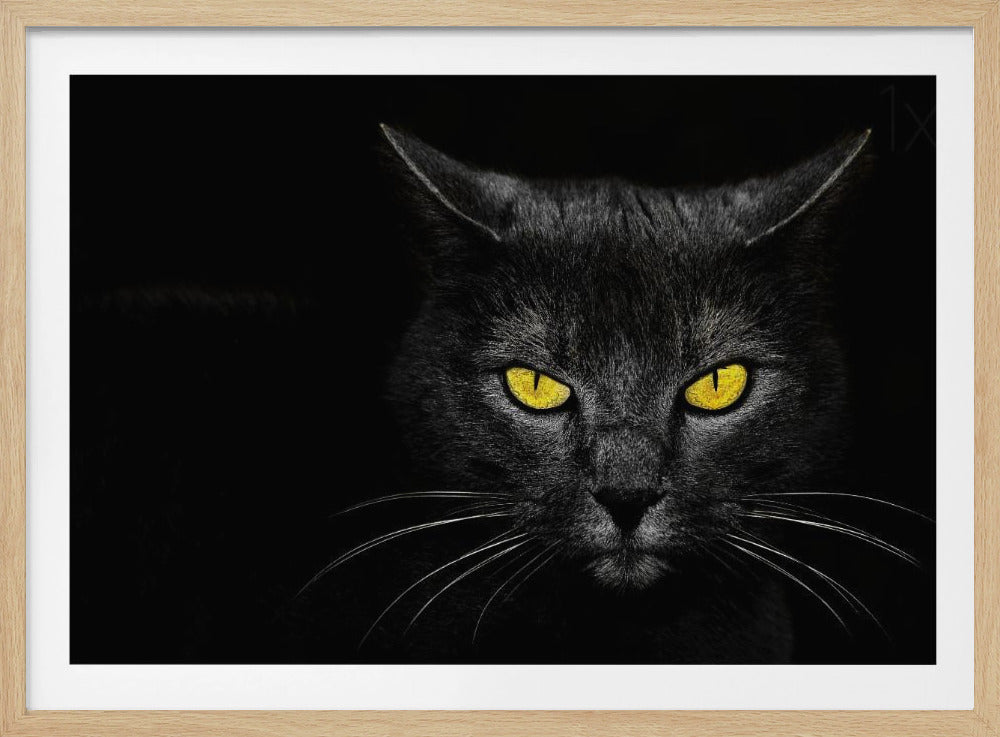 Svart katt | Poster