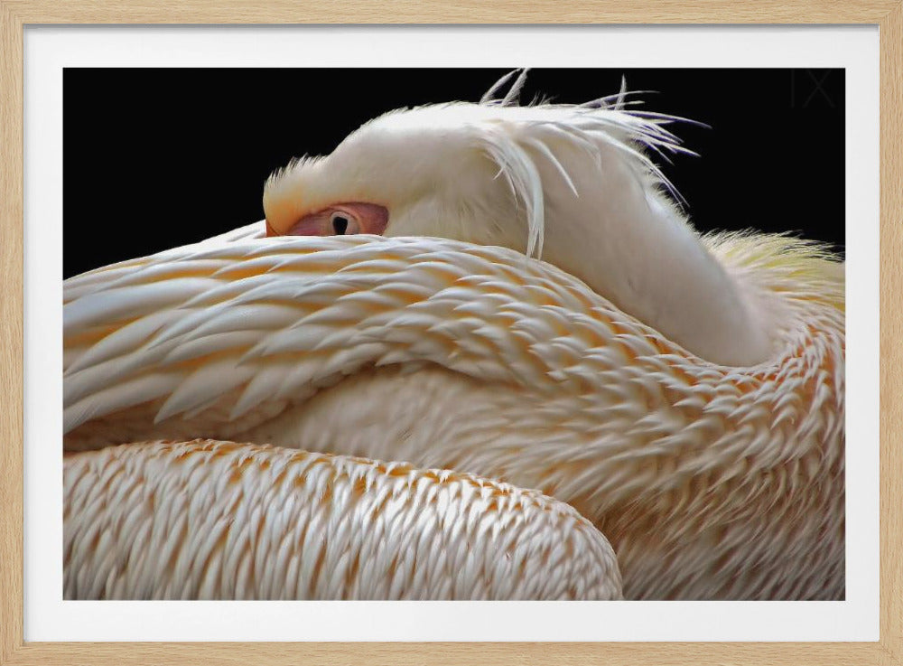 Halb schlafen... | Poster - Kunstdruck
