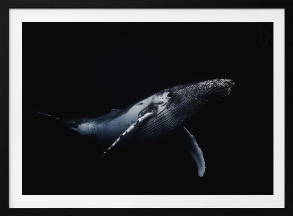 Svart & Val | Poster