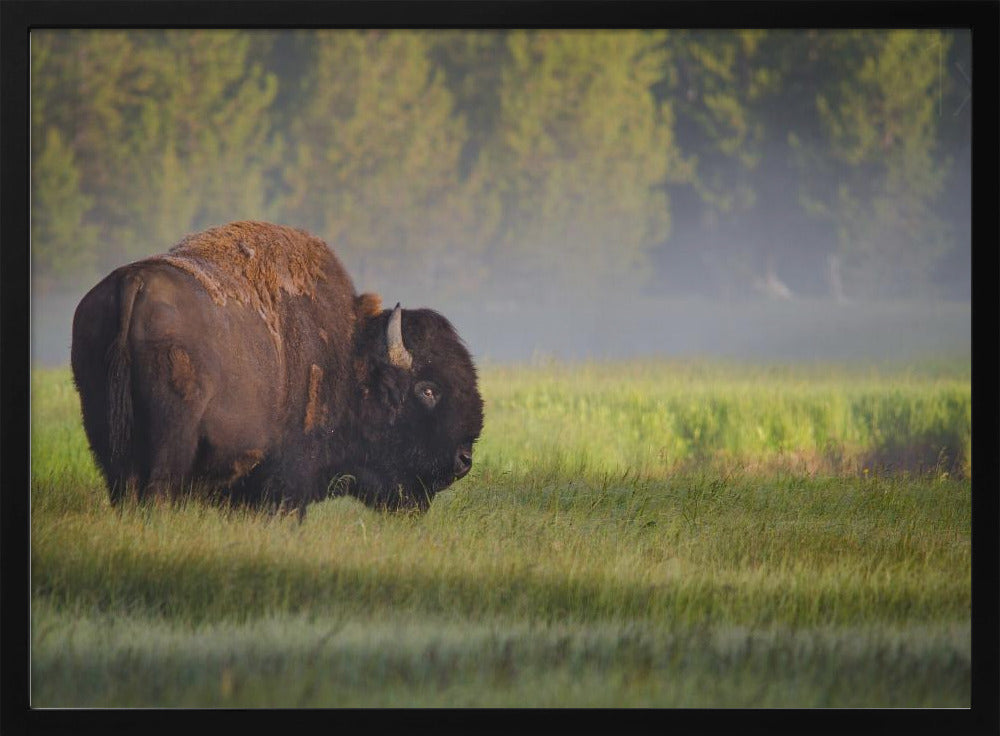 Bison i morgonljus | Poster