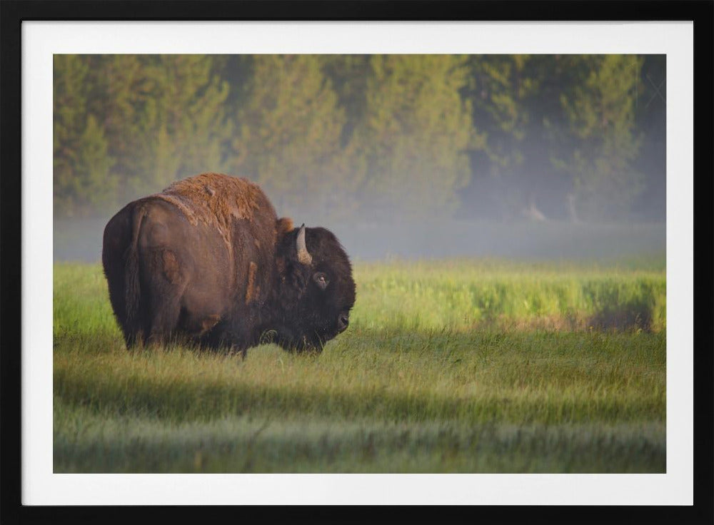 Bison i morgonljus | Poster