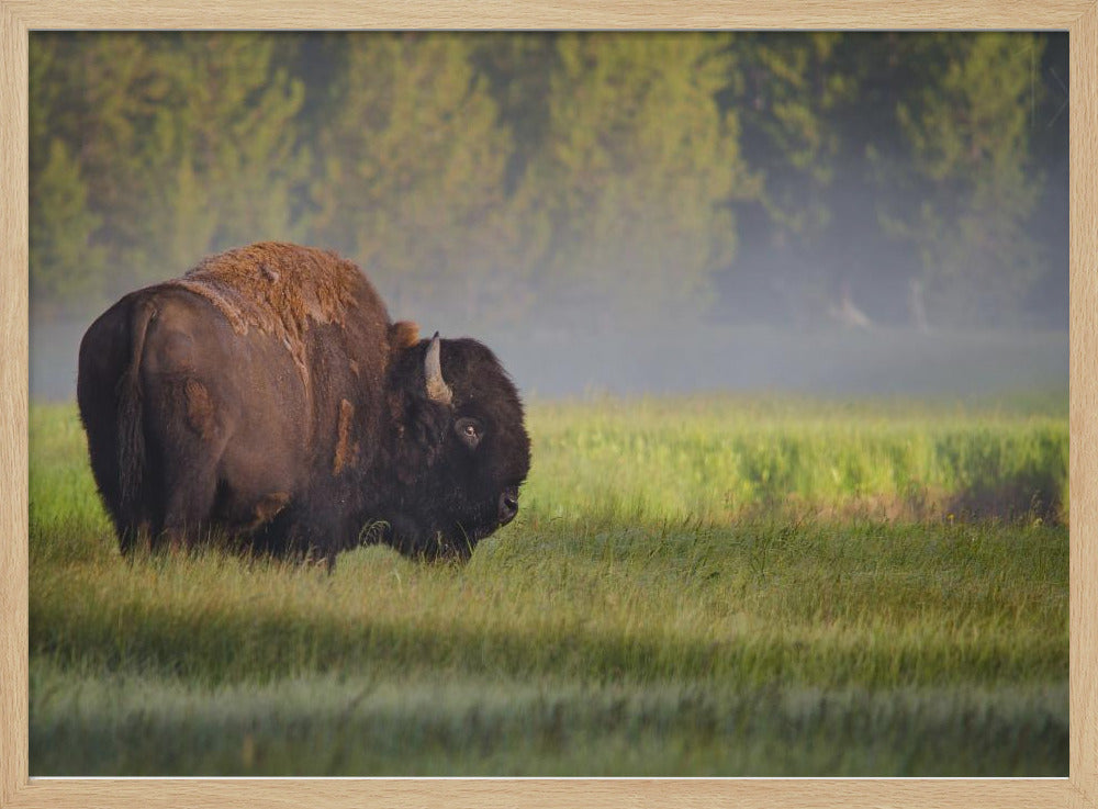 Bison i morgonljus | Poster