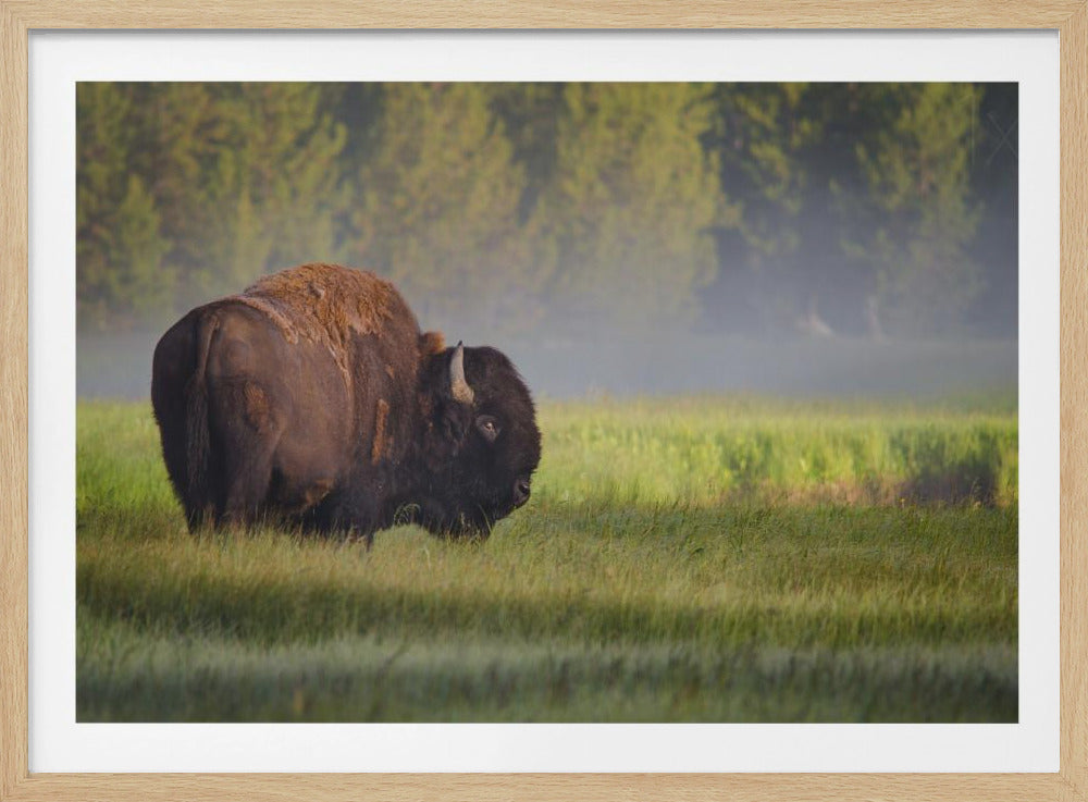 Bison i morgonljus | Poster