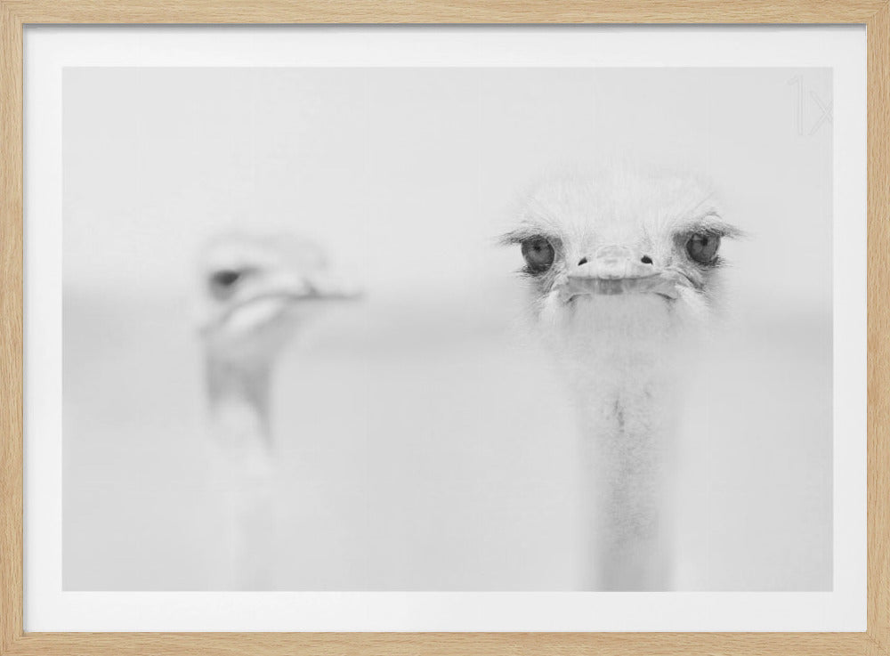 Rolig struts | Poster