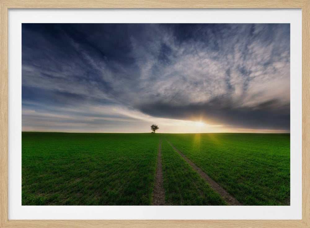 Ensamvarg i solen | Poster
