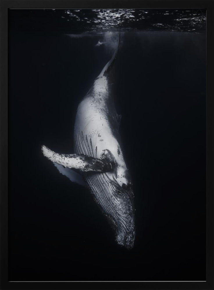 Svart val | Poster