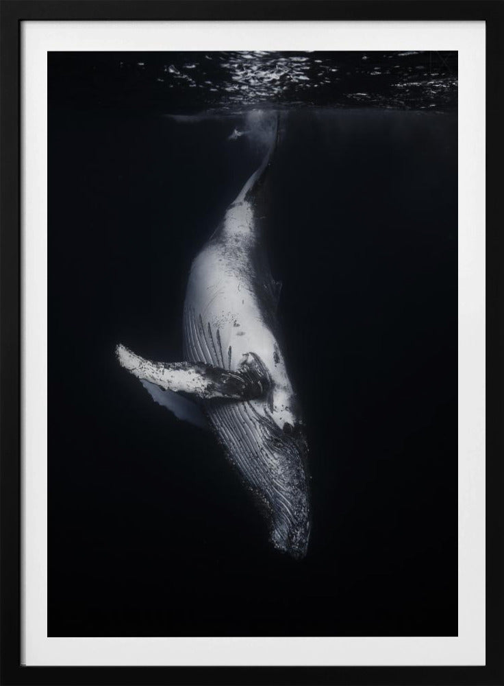 Svart val | Poster