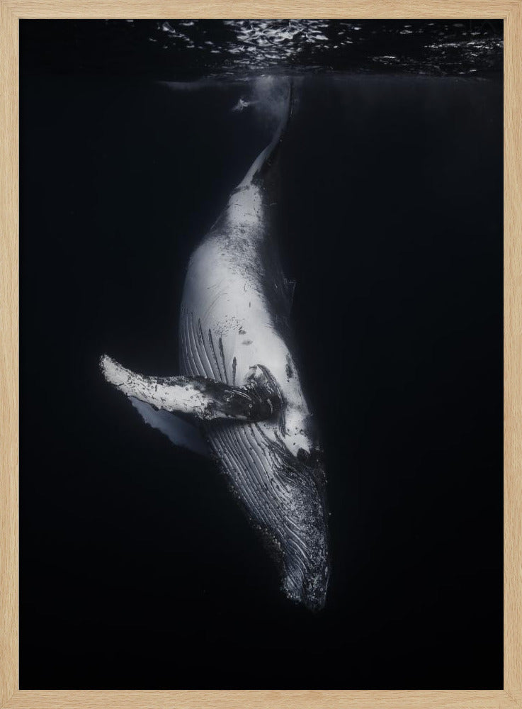 Svart val | Poster