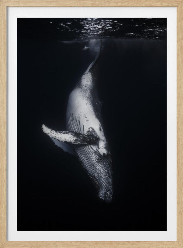 Svart val | Poster