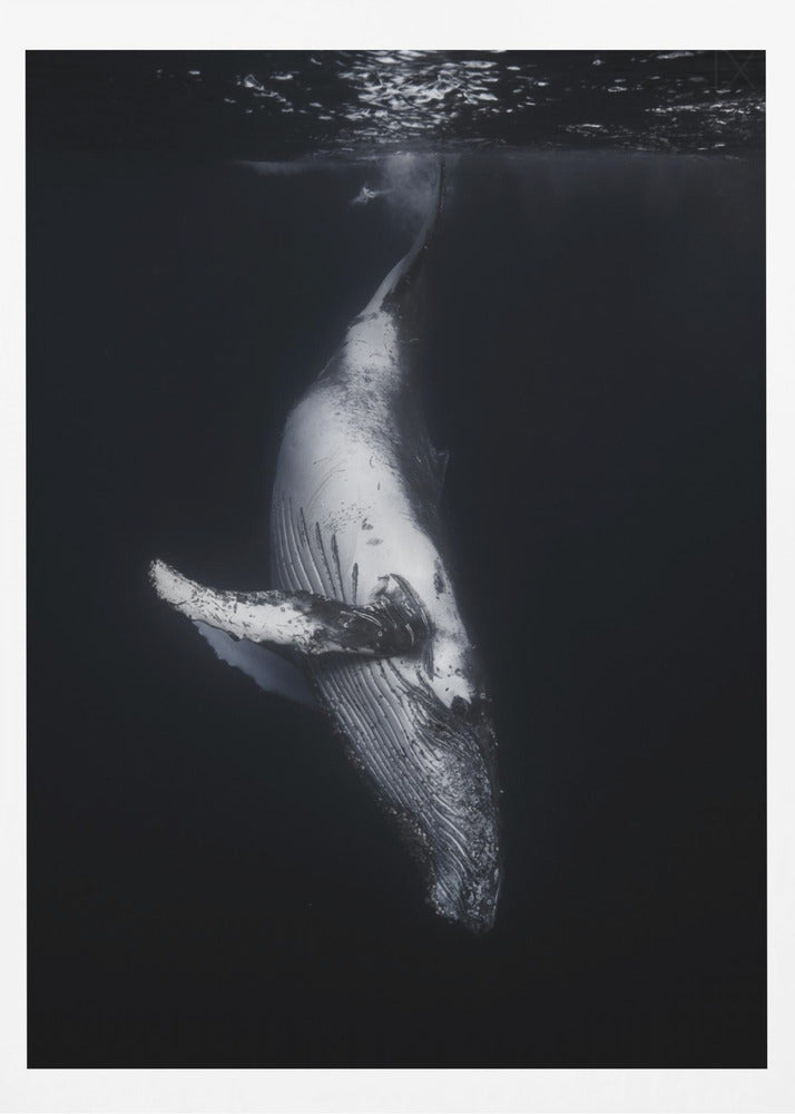 Svart val | Poster