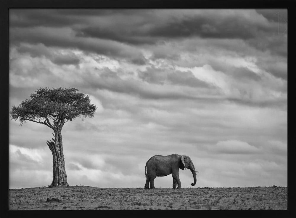 Paysage d'éléphants | Posters - Affiche Artistique