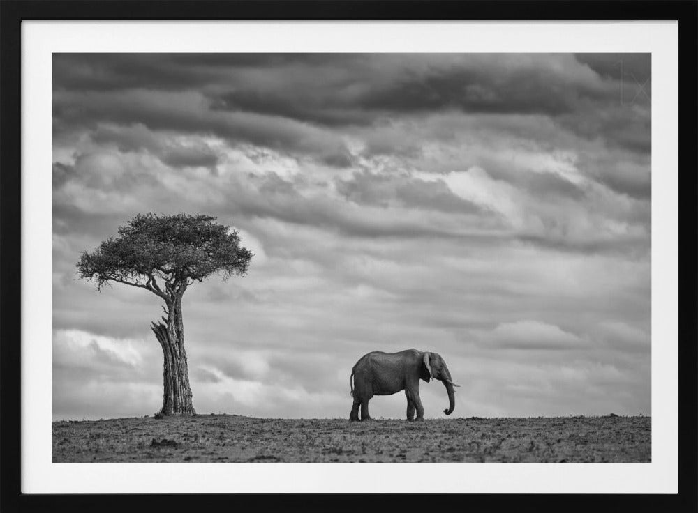 Paysage d'éléphants | Posters - Affiche Artistique