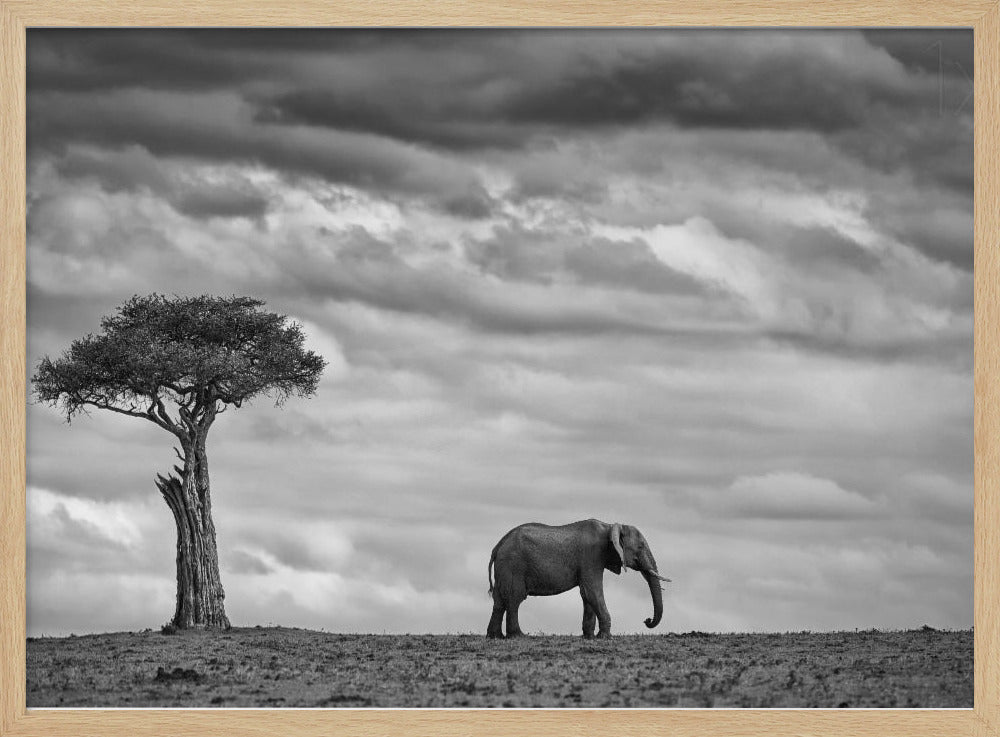 Paysage d'éléphants | Posters - Affiche Artistique