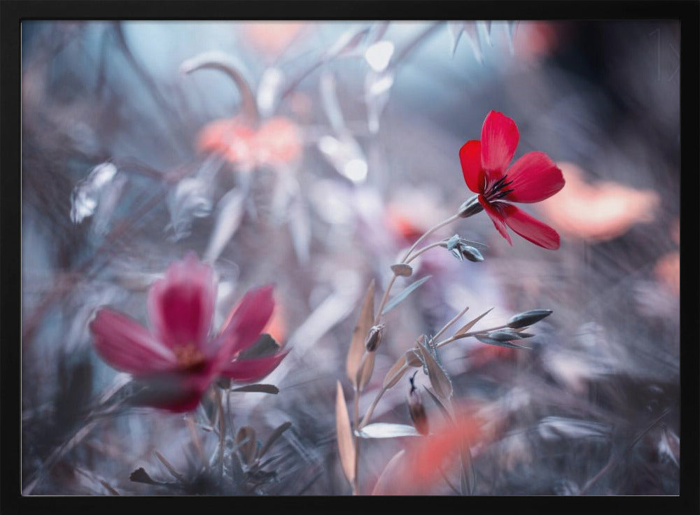 Une Fleur, une Histoire | Affisch