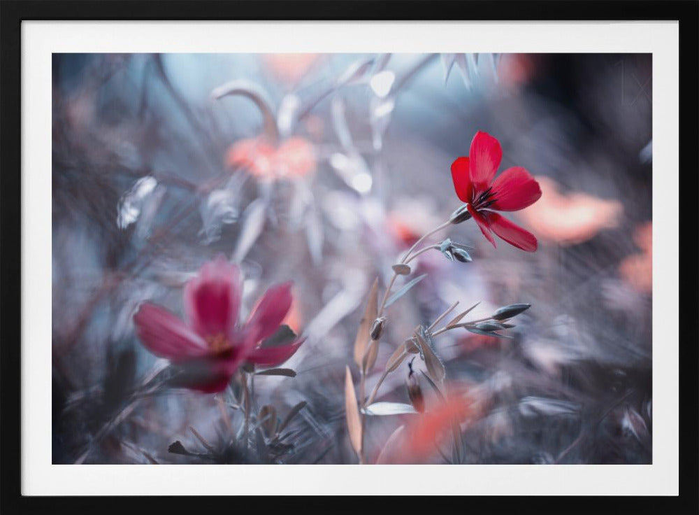 Une Fleur, une Histoire | Affisch