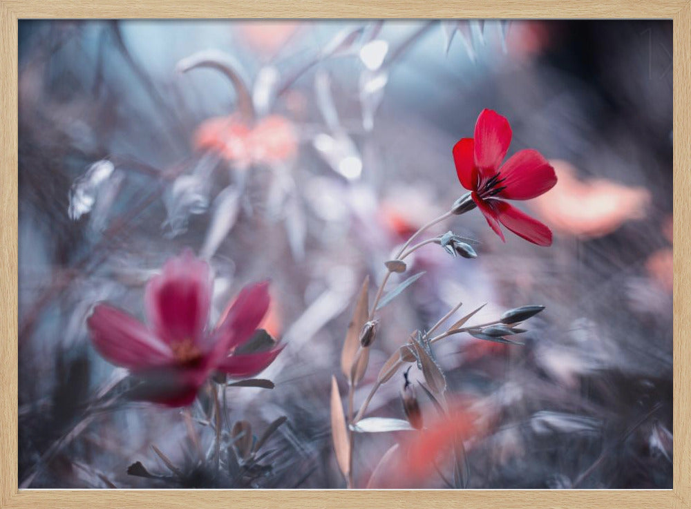 Une Fleur, une Histoire | Affisch