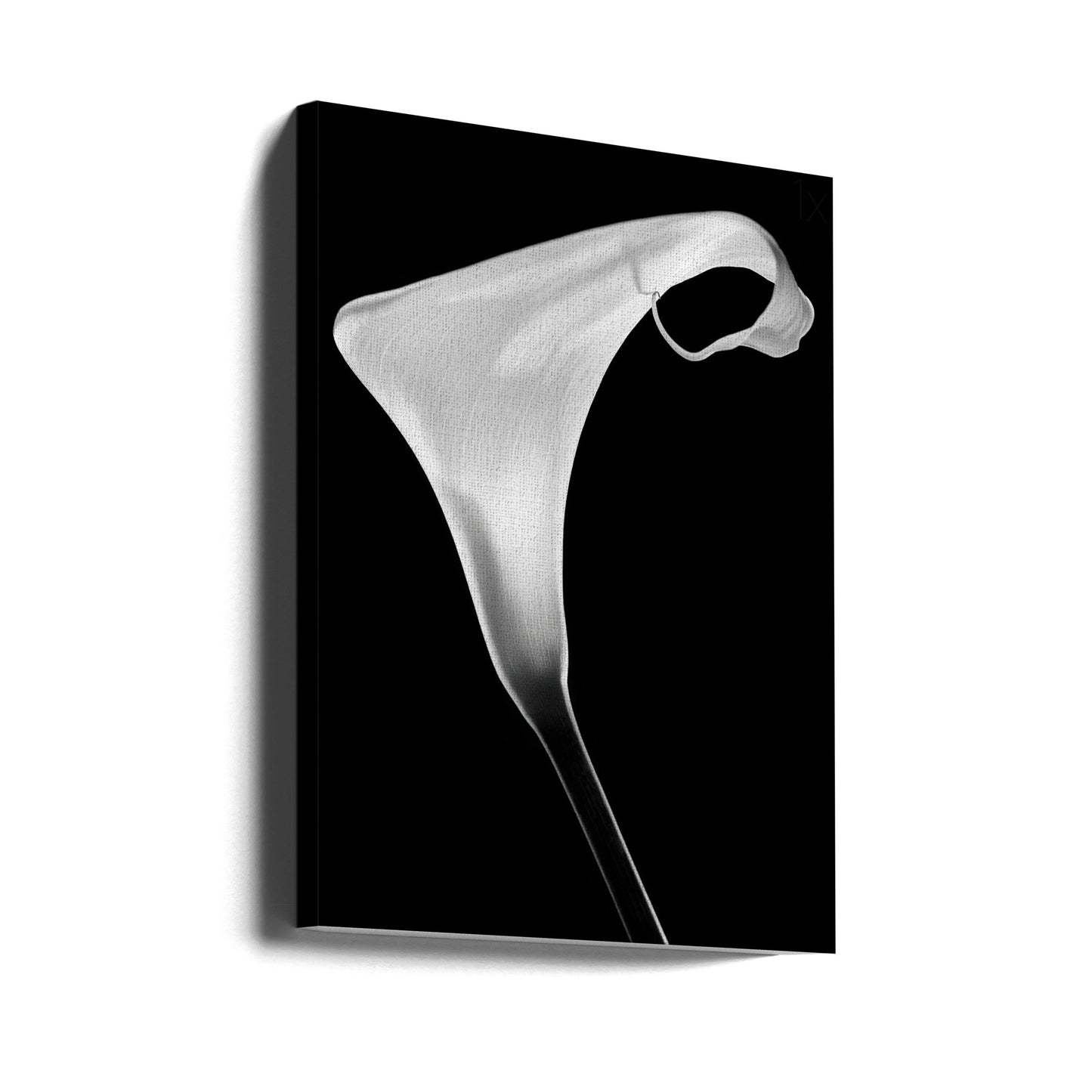 Calla | Tableaux sur Toile