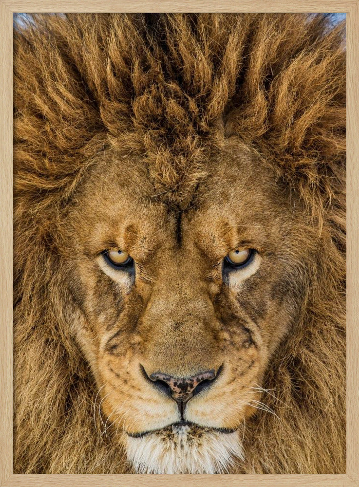 Seriöst lejon | Poster