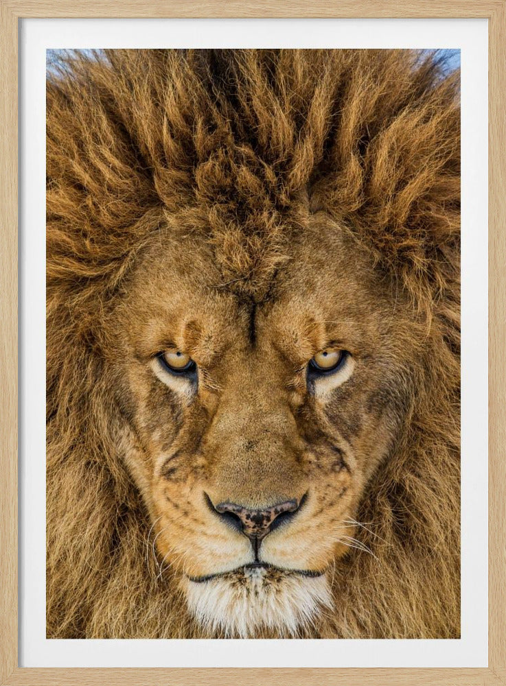 Seriöst lejon | Poster