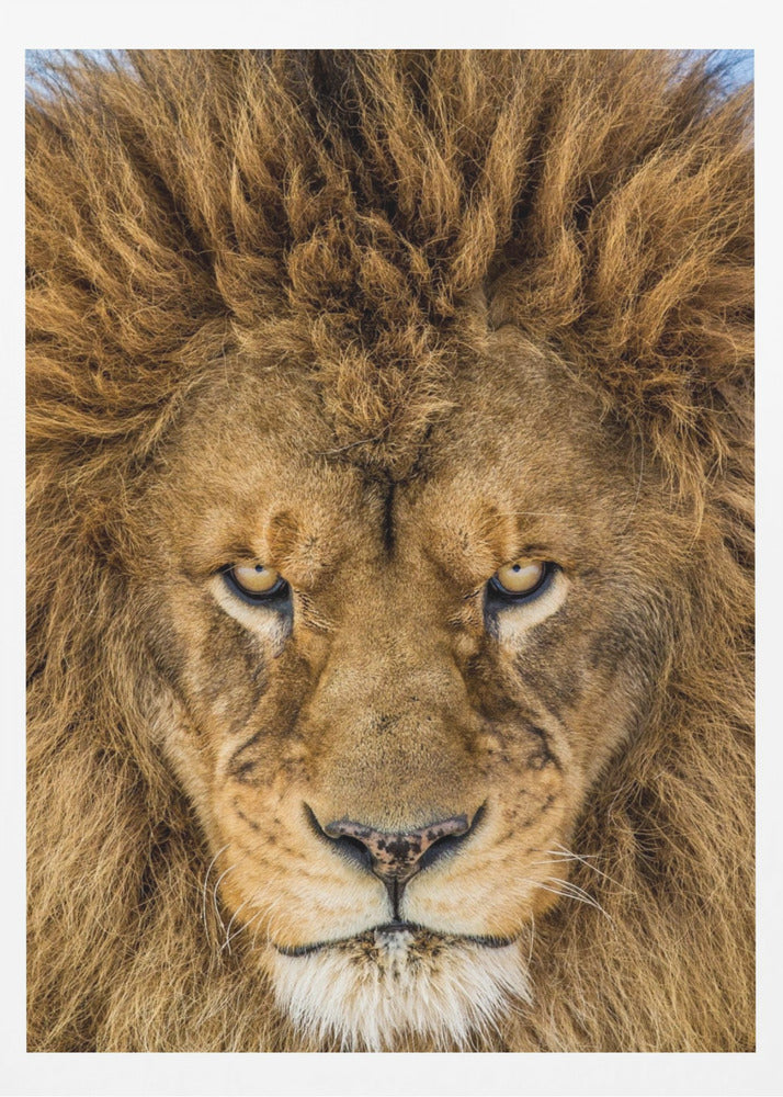 Seriöst lejon | Poster