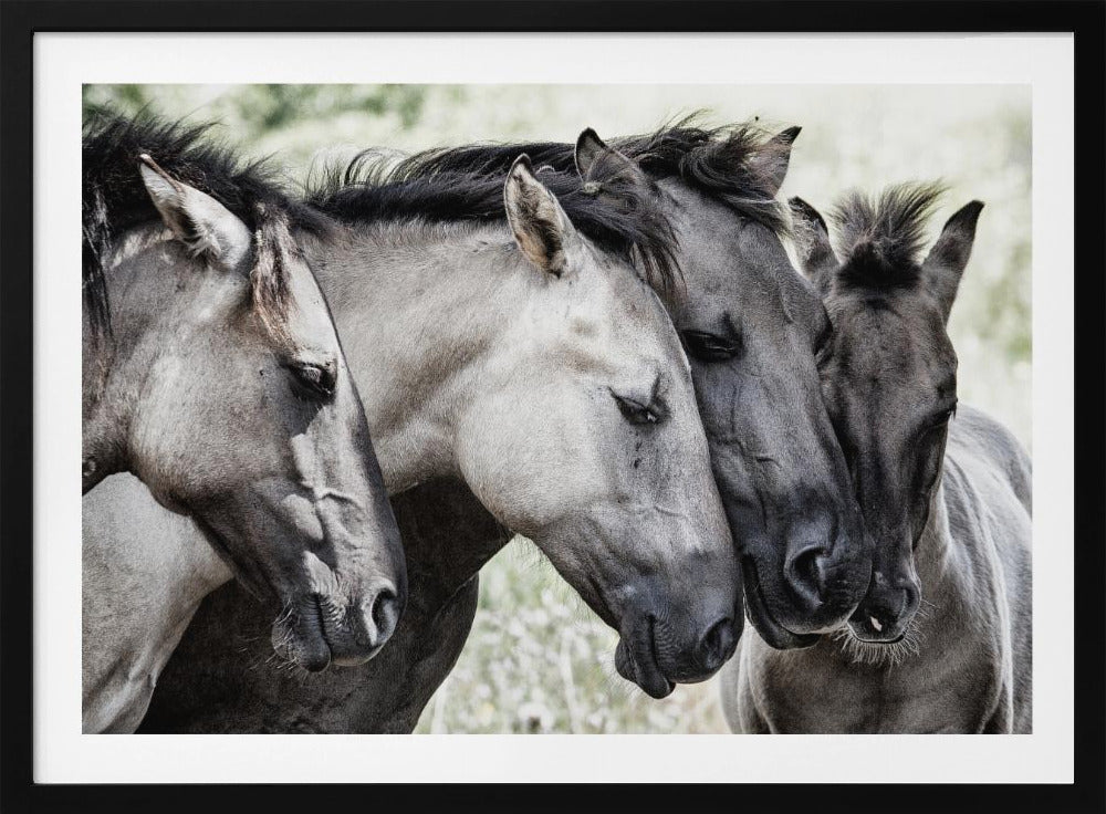 Vier Konik-Pferde | Poster - Kunstdruck