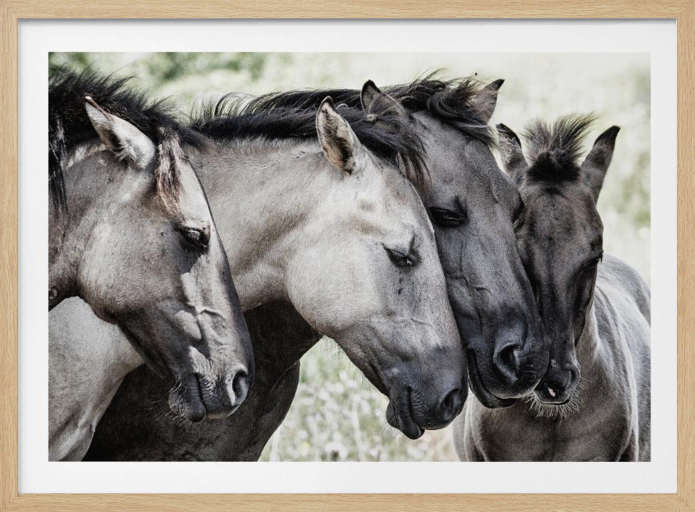 Vier Konik-Pferde | Poster - Kunstdruck