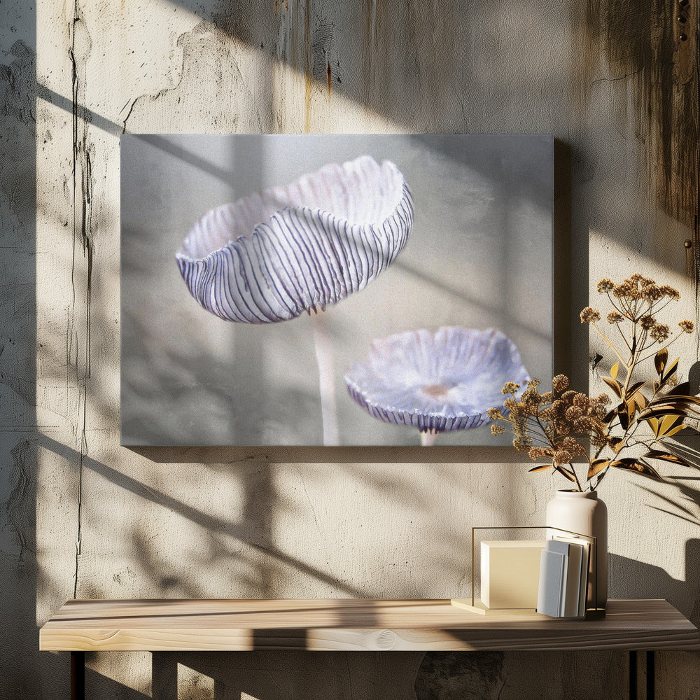svamp | Canvas