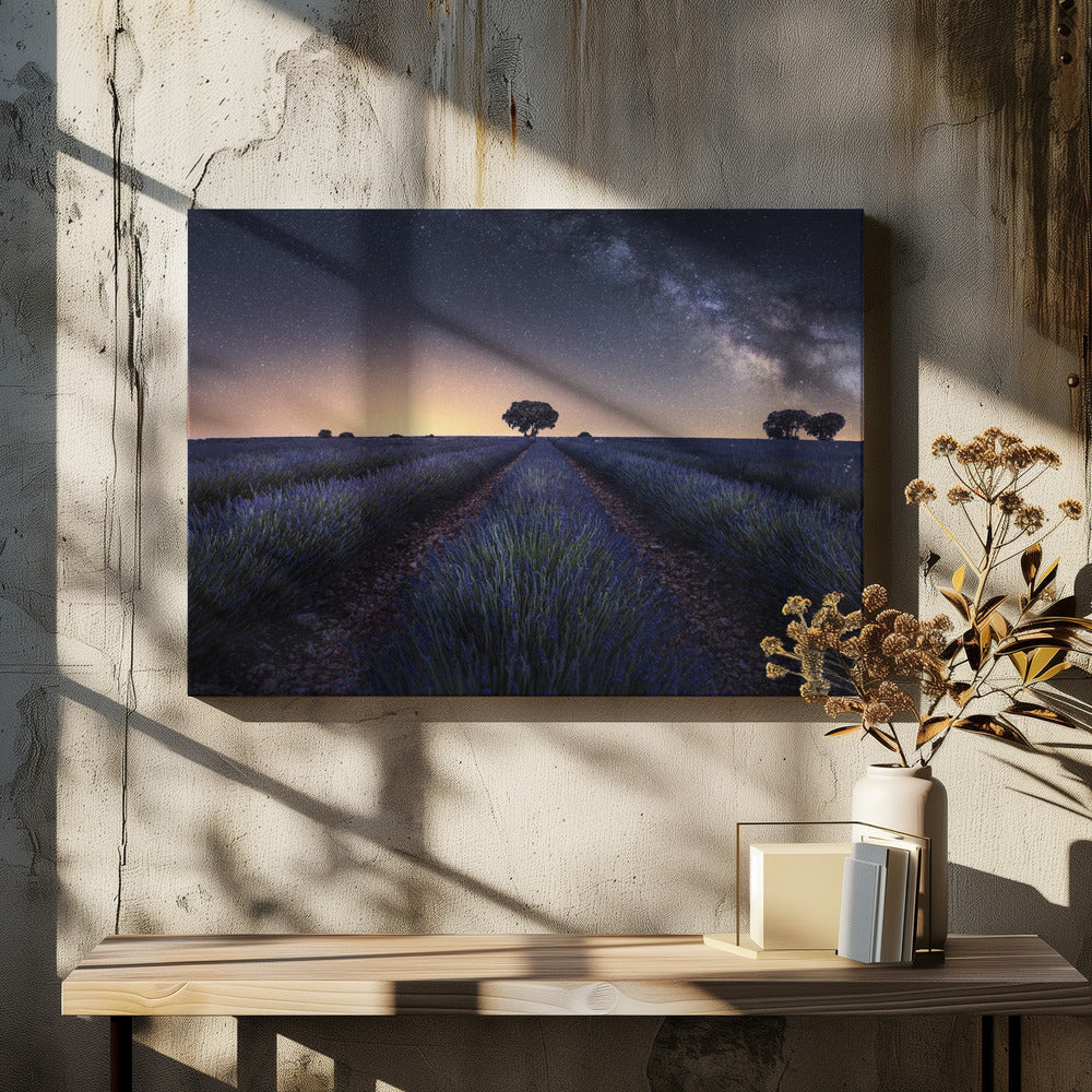 Lavendelfält | Canvastavla