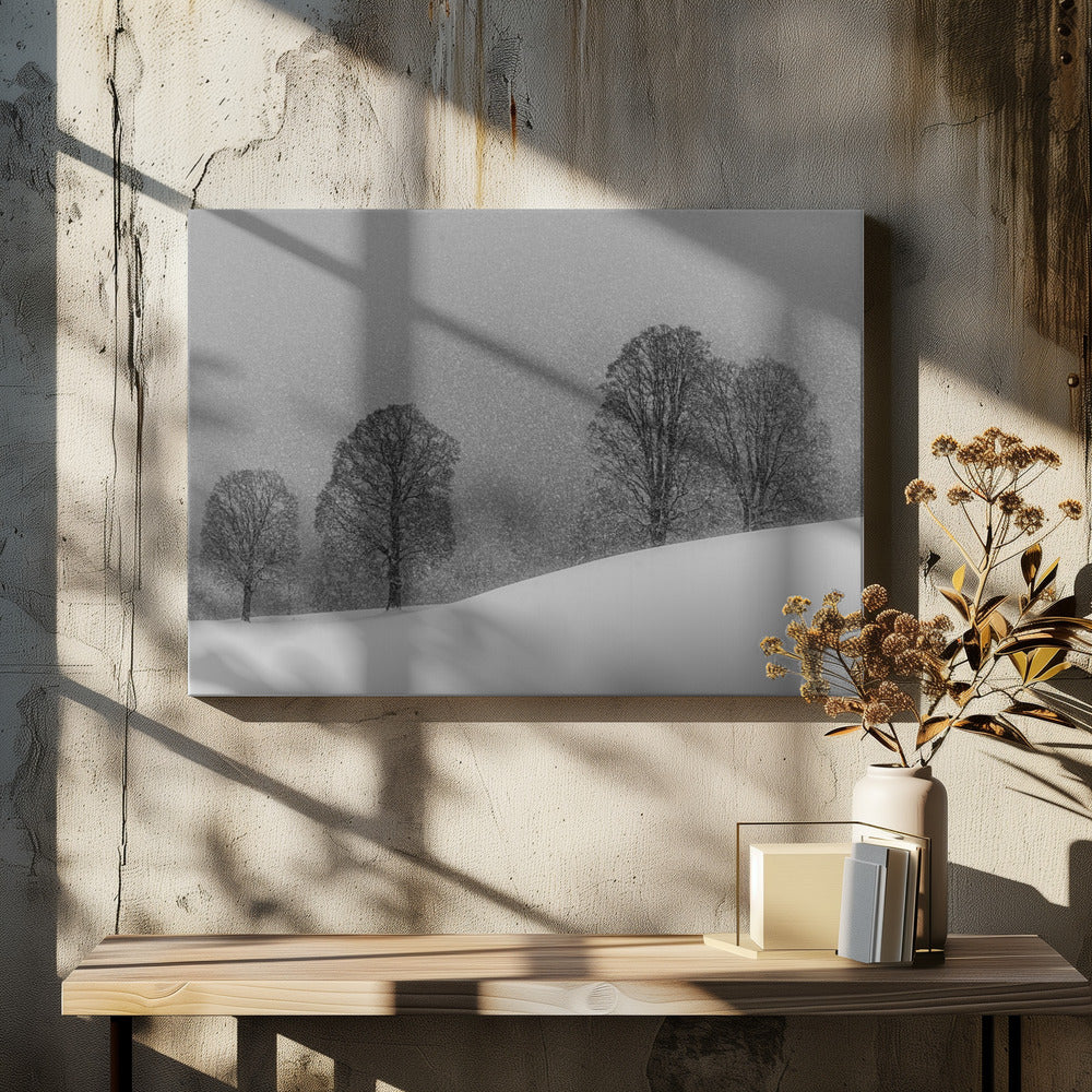 snøhvit | Lerretsbilder