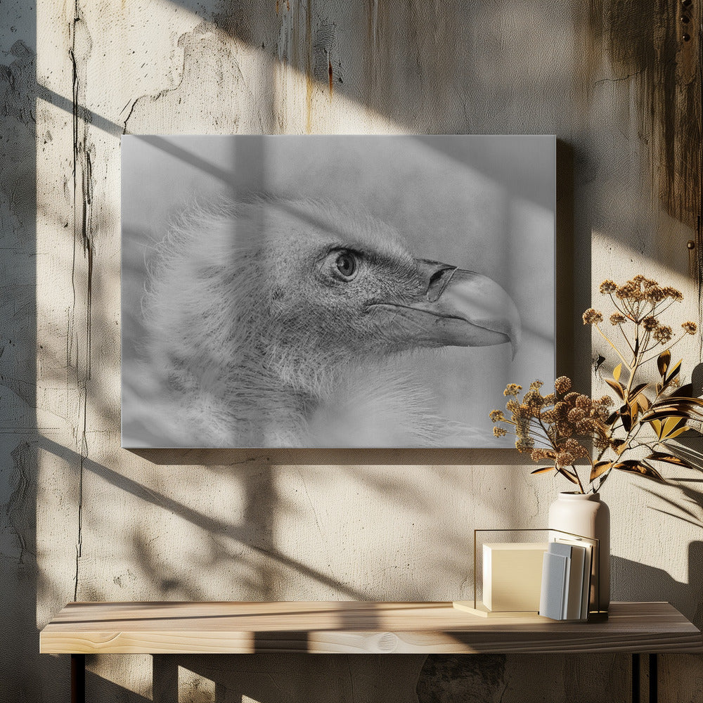 Vithövdad havsörn | Canvas