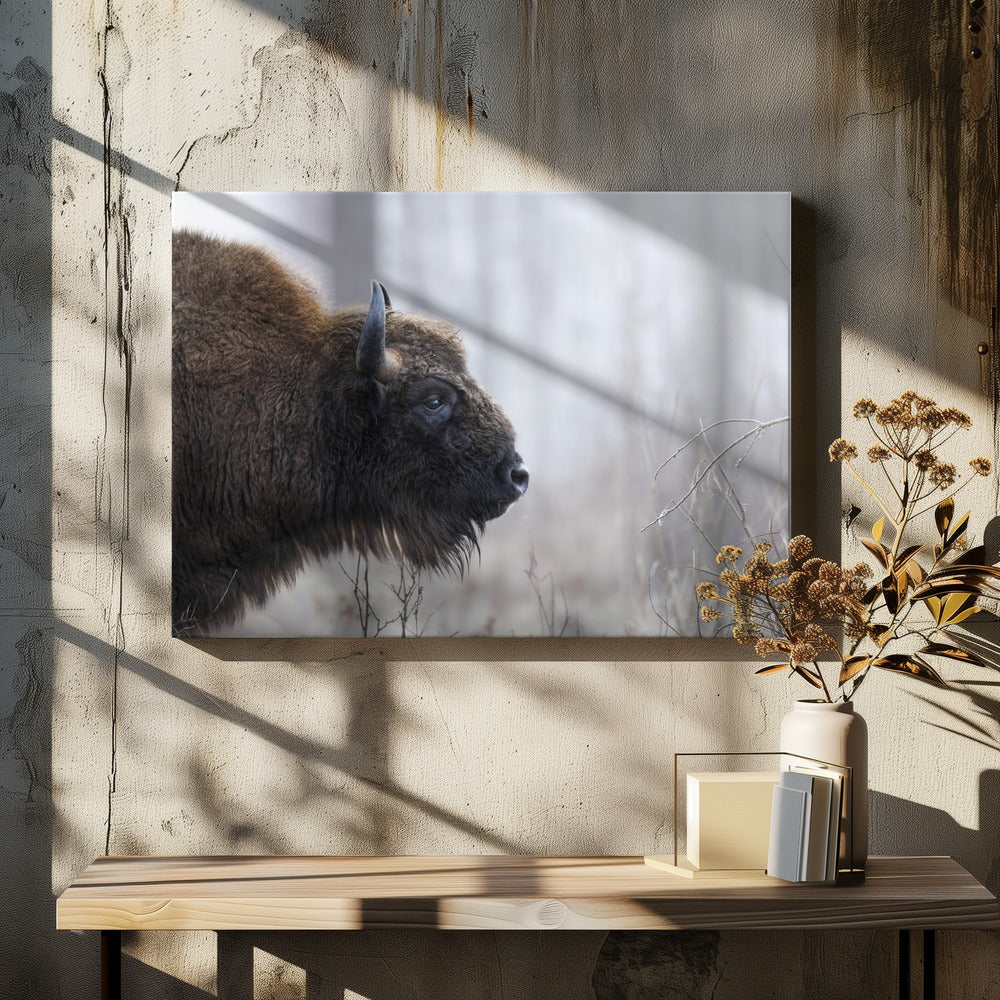 Bisons Profil | Leinwand-Bilder
