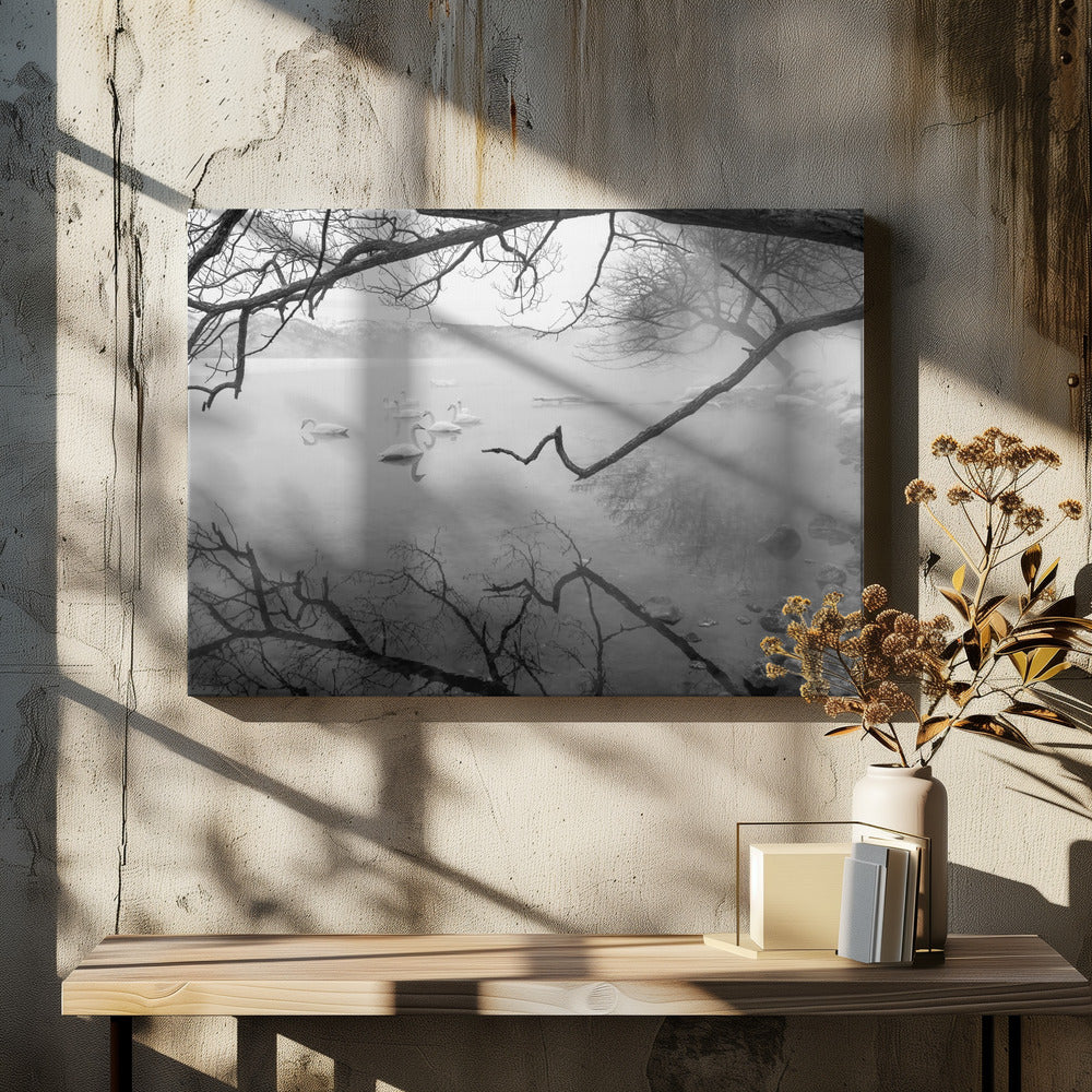 Swans in hot springs | Canvas