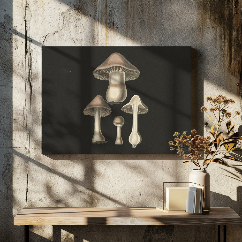 Agaricus Bulbosus mörk bakgrund | Canvastavla