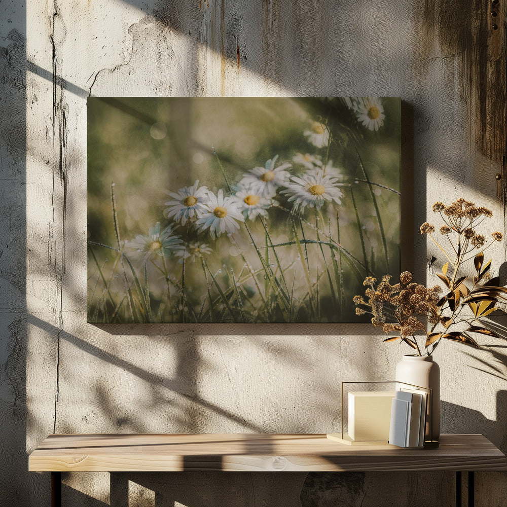 daisies in early morning | Canvas