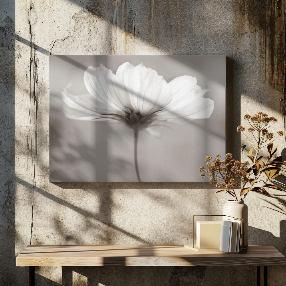 Kosmos | Canvas