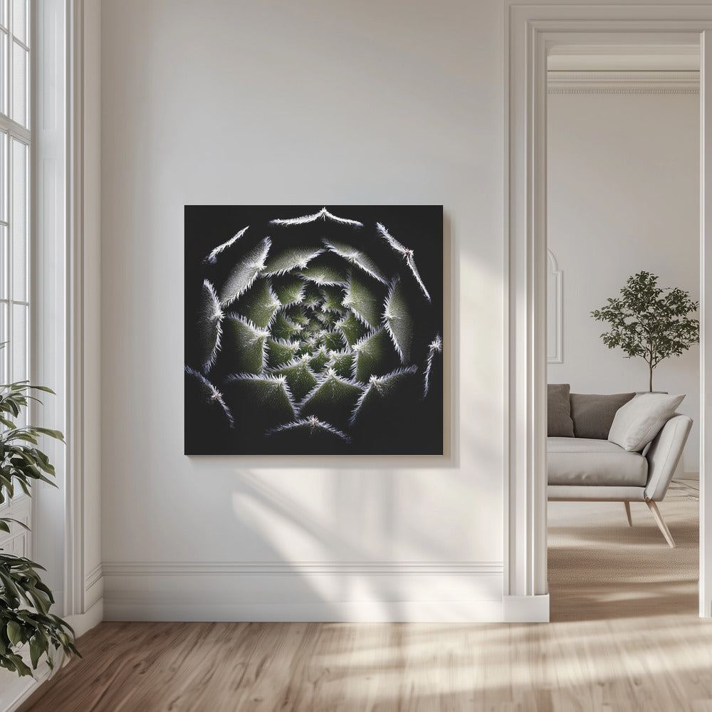 Sempervivum-rosett | Canvas