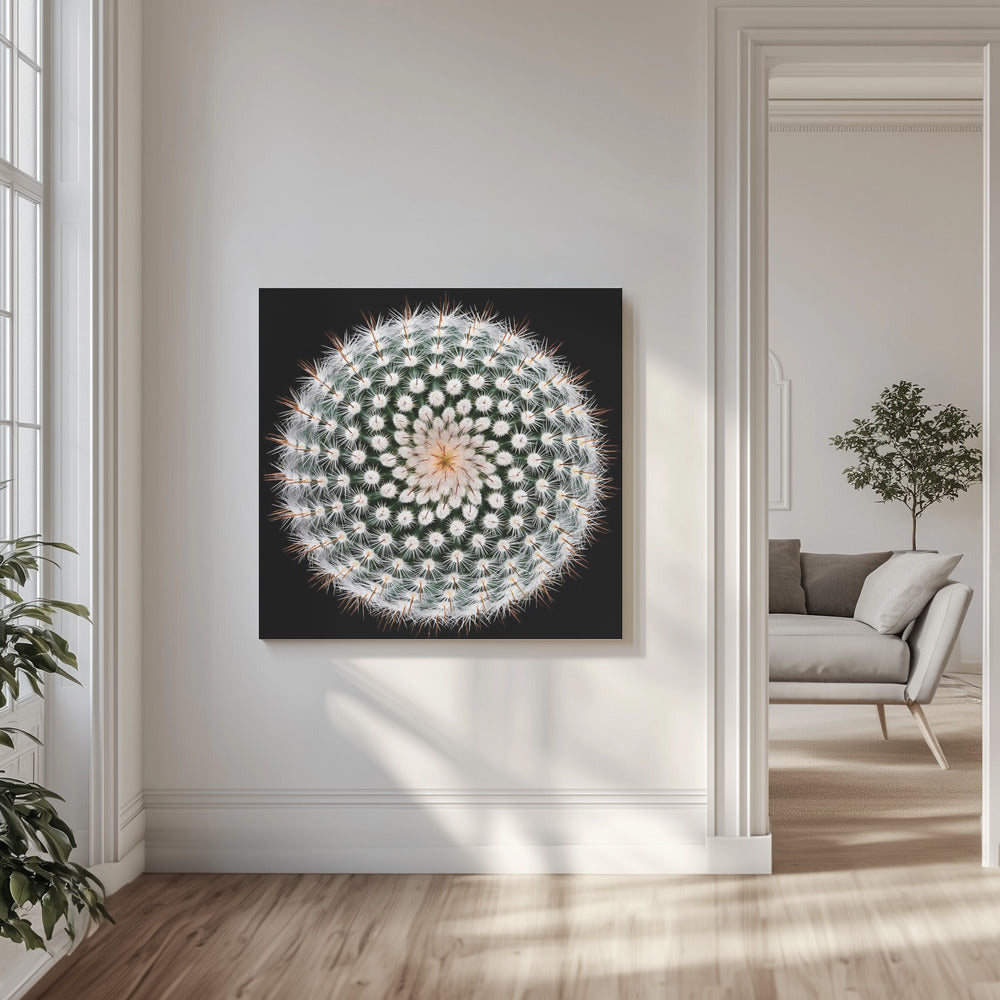 Notocactus scopa | Duk