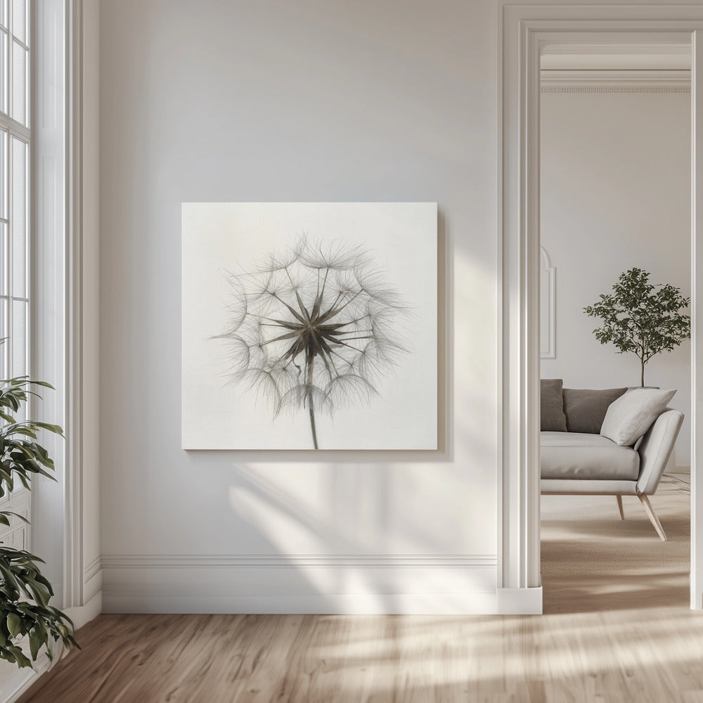 Tragopogon | Canvas