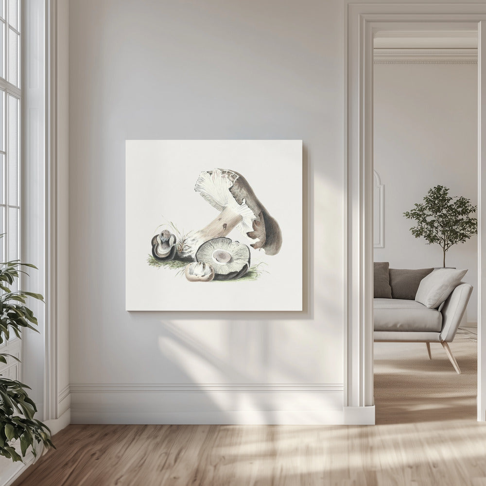 Vintage Agaricus Augustus svamp | Duk