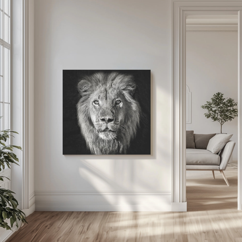 Løveportrett - Panthera Leo | Lerretsbilder