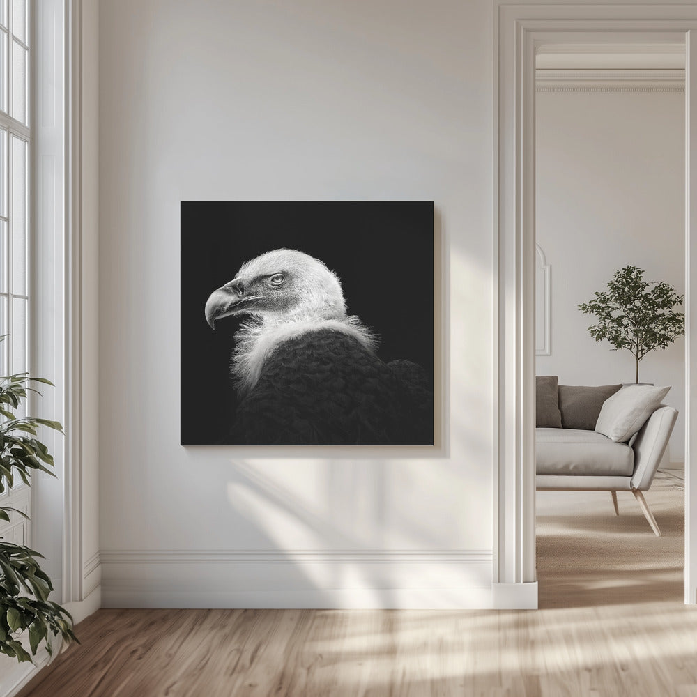 Eurasisk griffon #7 | Lerretsbilder