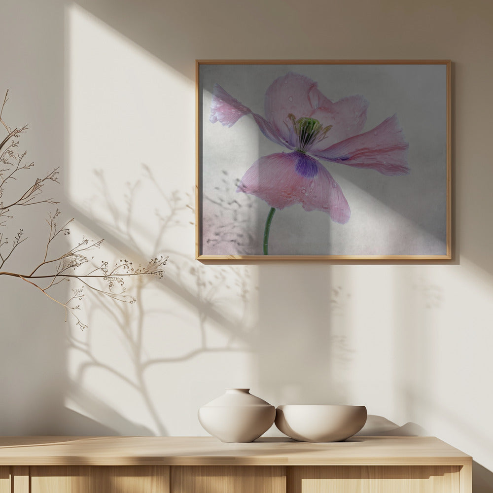 Pastel poppy | Poster