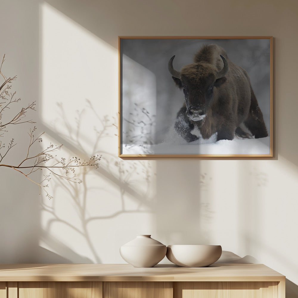 Återvildad | Poster