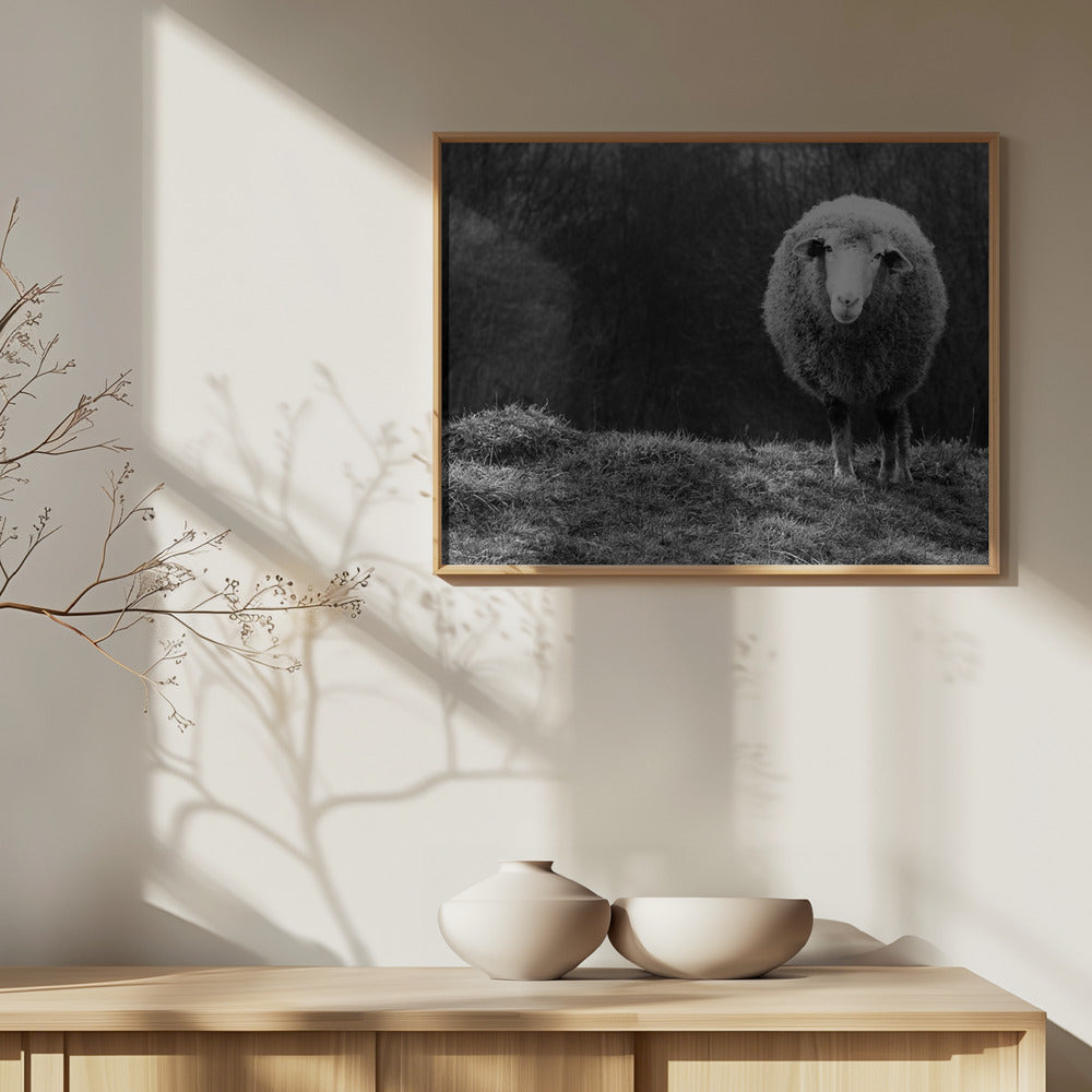 Undrande får | Poster