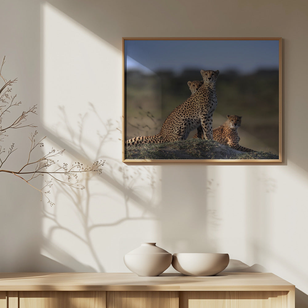 Cheetahs Family | Poster