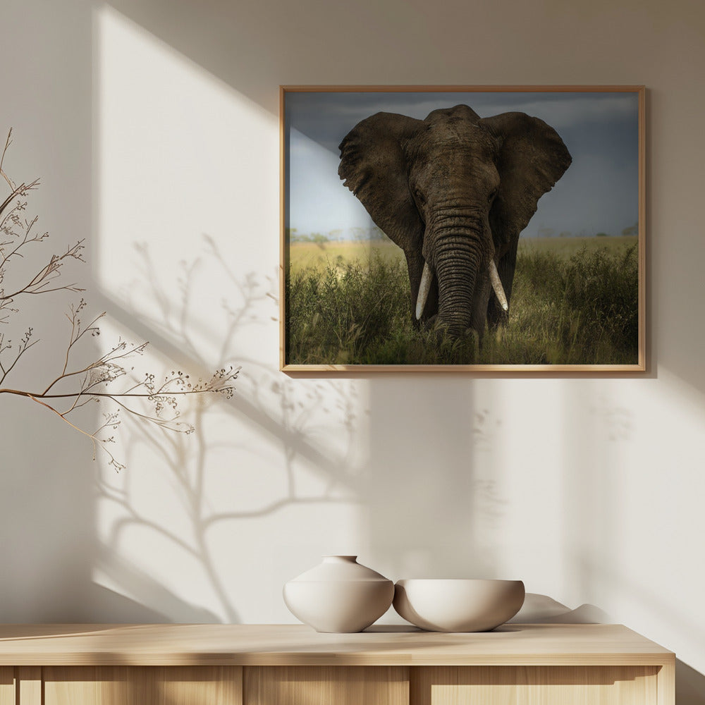 Möten i Serengeti | Poster