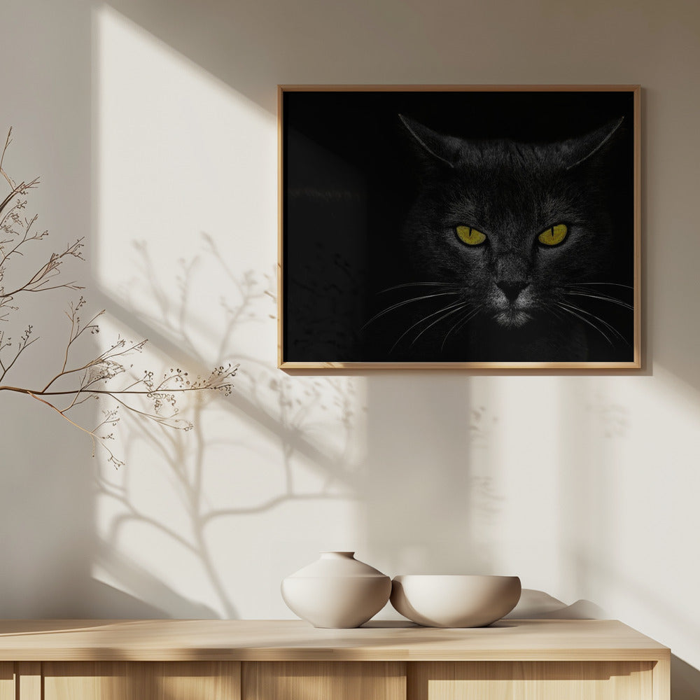 Svart katt | Poster